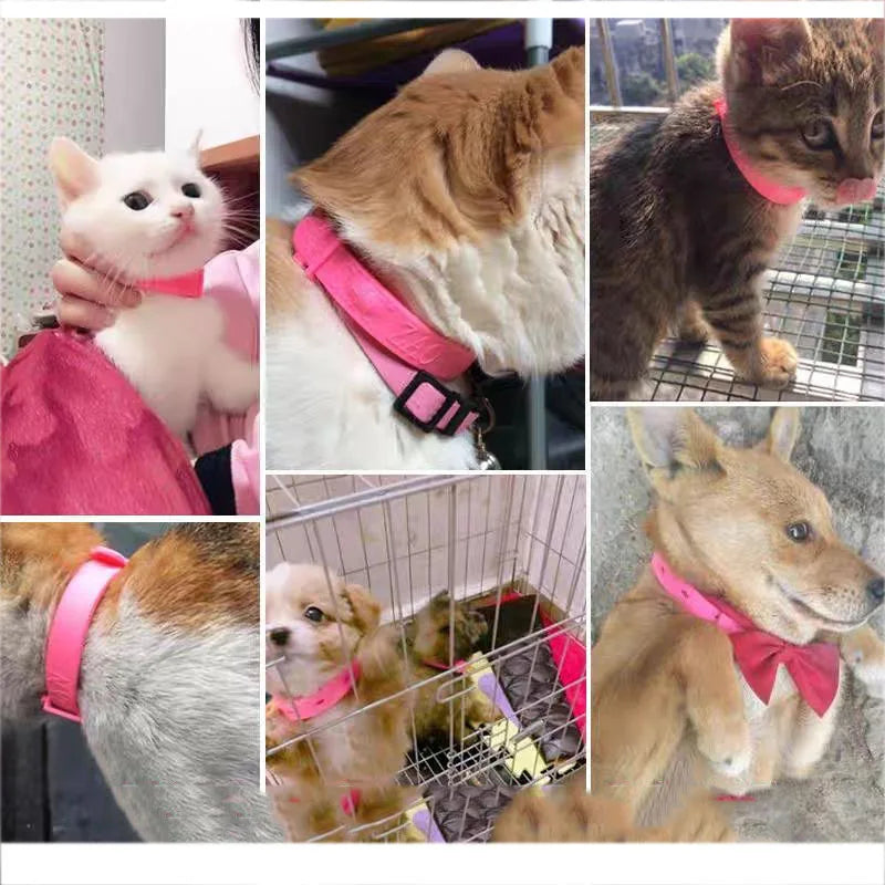 Collier Anti-Parasites Chien Chat — Protection Puces, Tiques & Moustiques Longue Durée