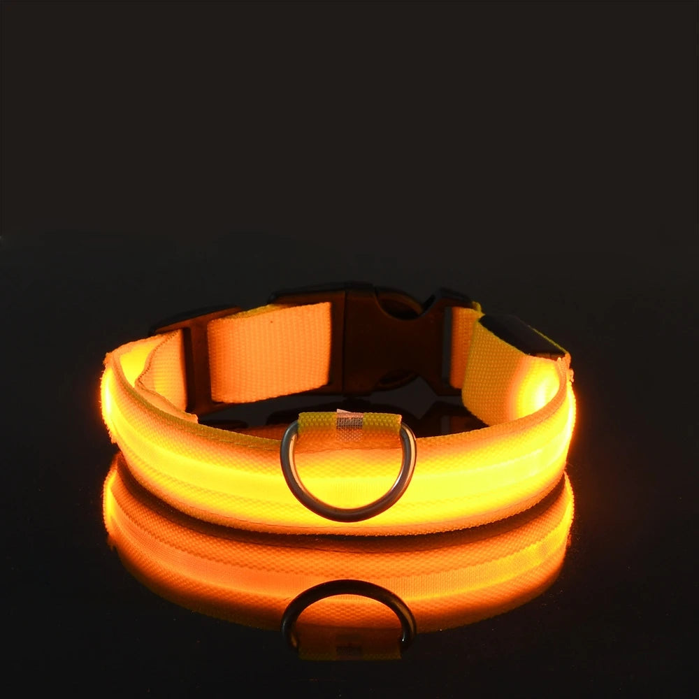 Collier & Laisse Chien LED Lumineux Nylon - Clignotant & Phosphorescent Toutes Tailles