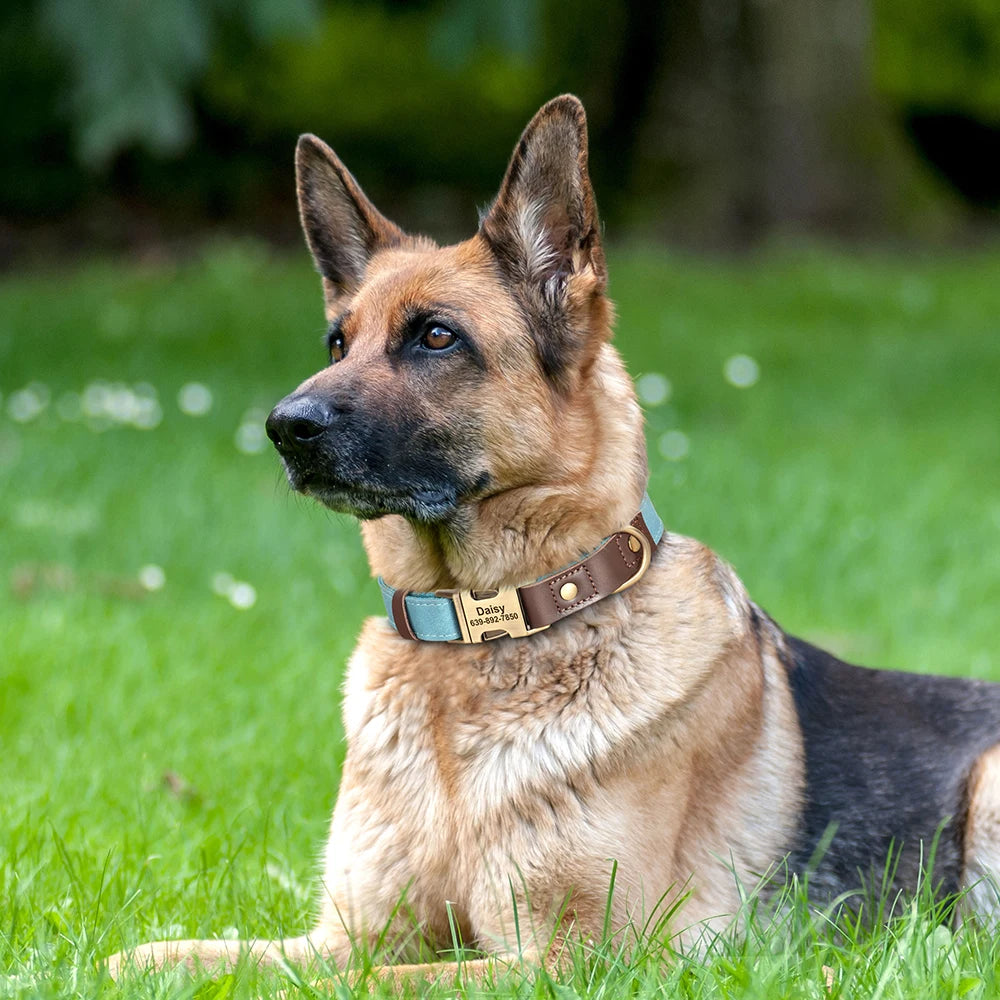 Collier Chien Personnalisable Gravé en Cuir Vegan - Réglable S/M/L Toutes Races