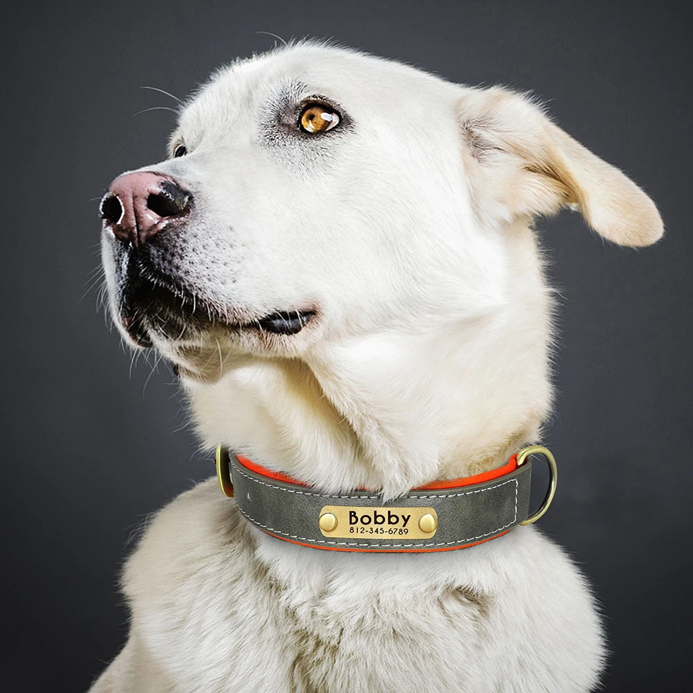 Collier Chien Cuir Végan Rembourré - Doux, Réglable & Toutes Tailles
