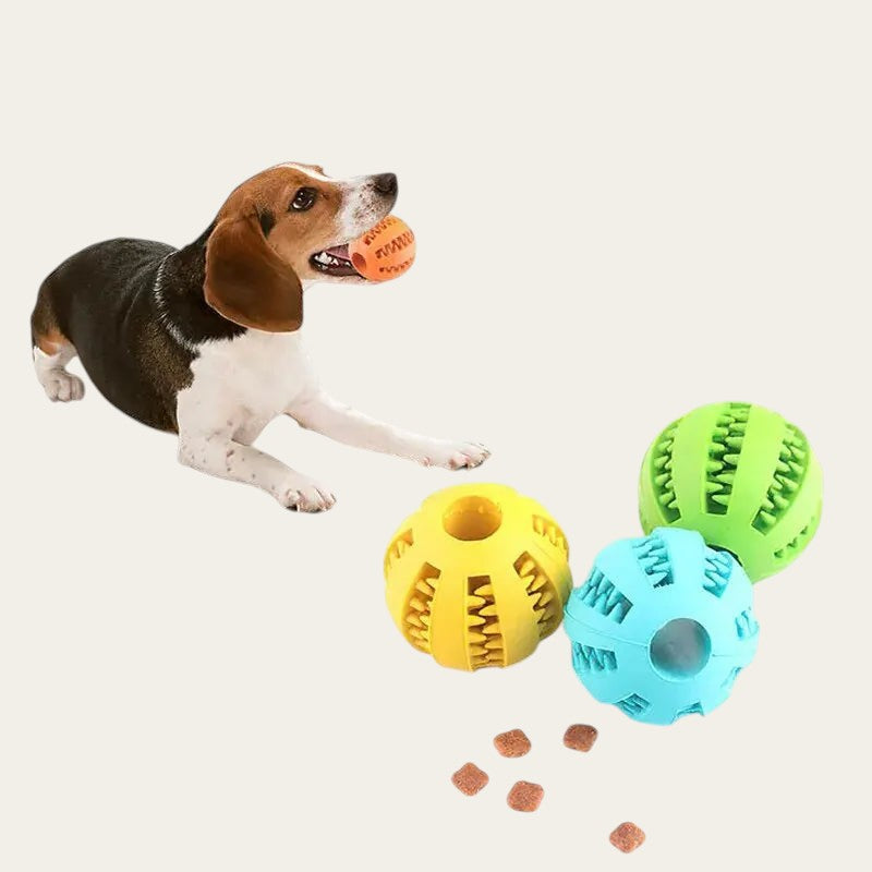 Chien Beagle jouant avec une balle distributrice de friandises Pelorie en TPR coloré pour stimuler son intelligence.