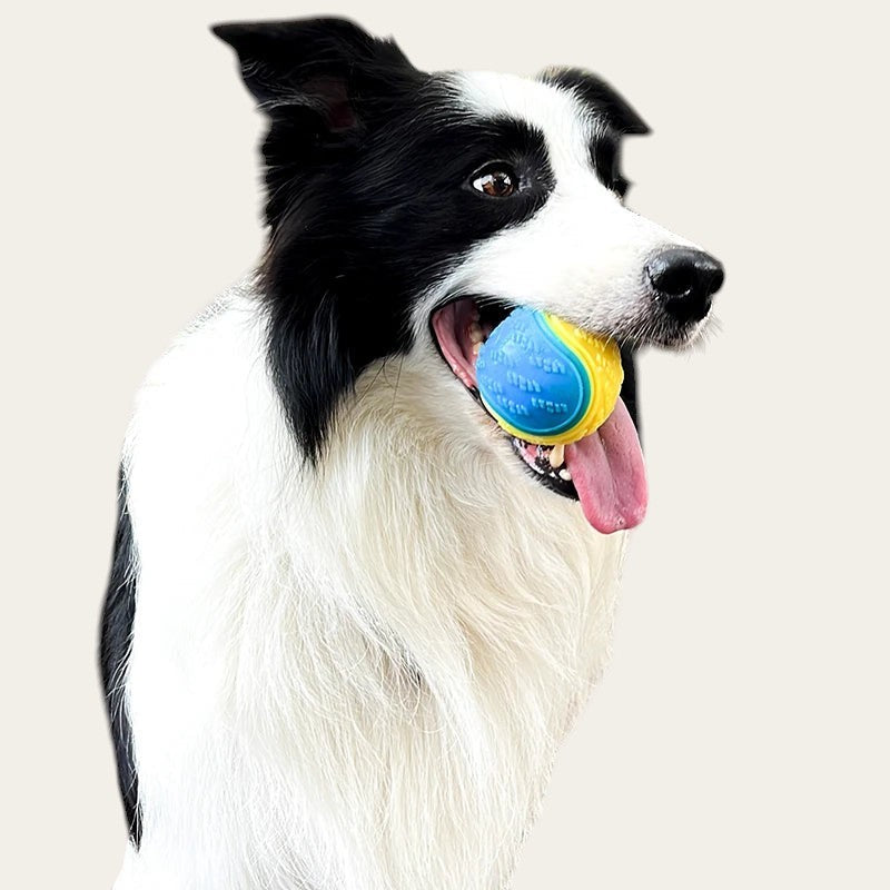 Chien border collie tenant une balle grinçante Pelorie en TPR bleu et jaune dans sa gueule
