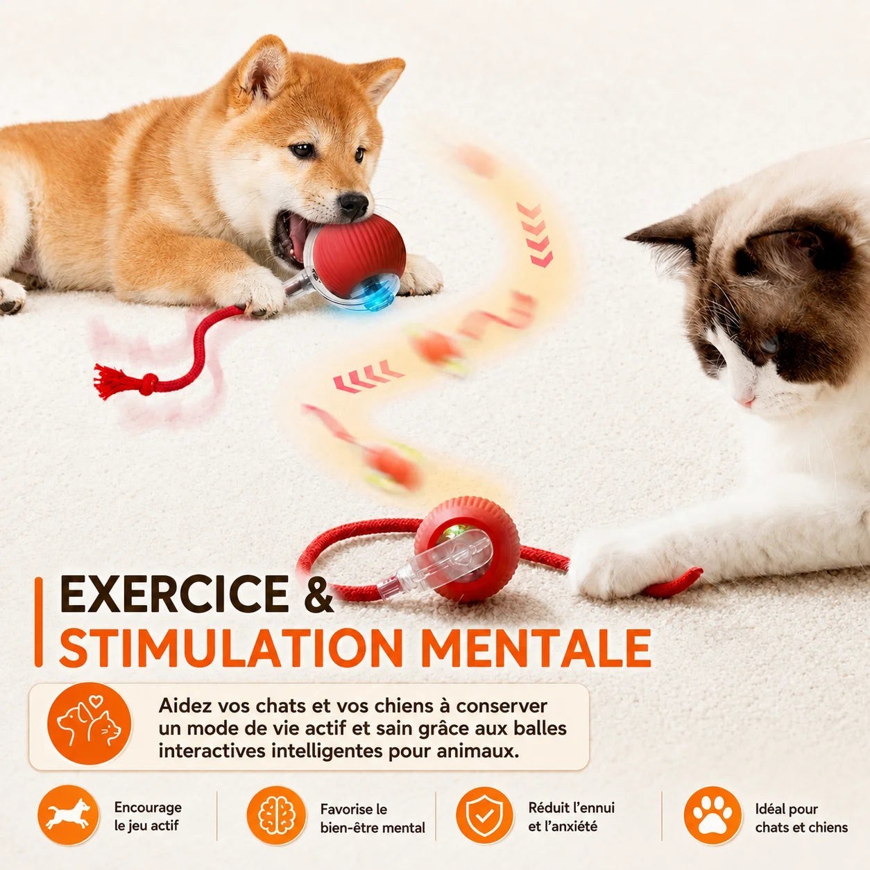 Chiot Shiba Inu et chat jouant avec une balle interactive rouge Pelorie à mouvement automatique sur fond blanc