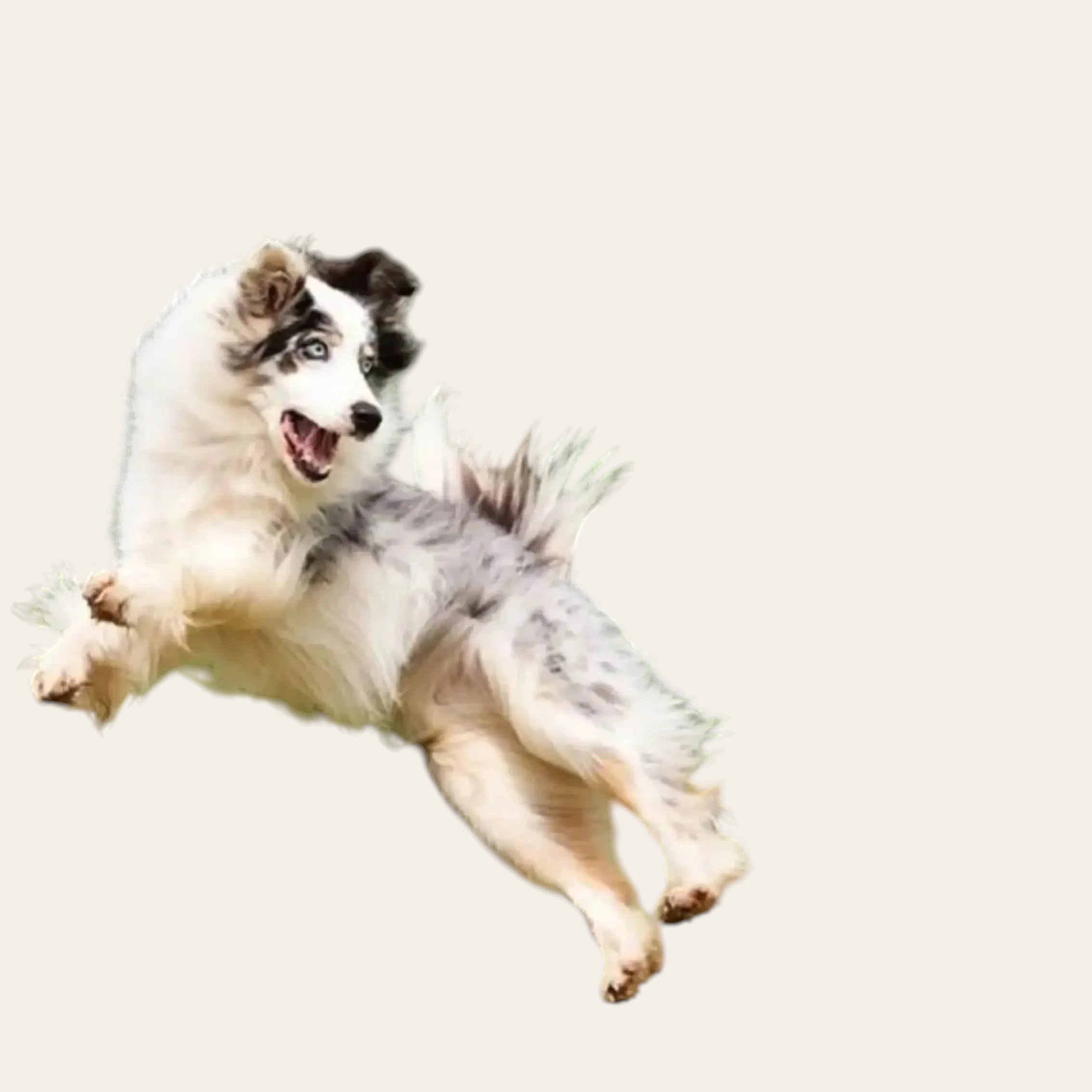 Chien berger australien merle sautant joyeusement pour jouer avec la balle interactive Pelorie