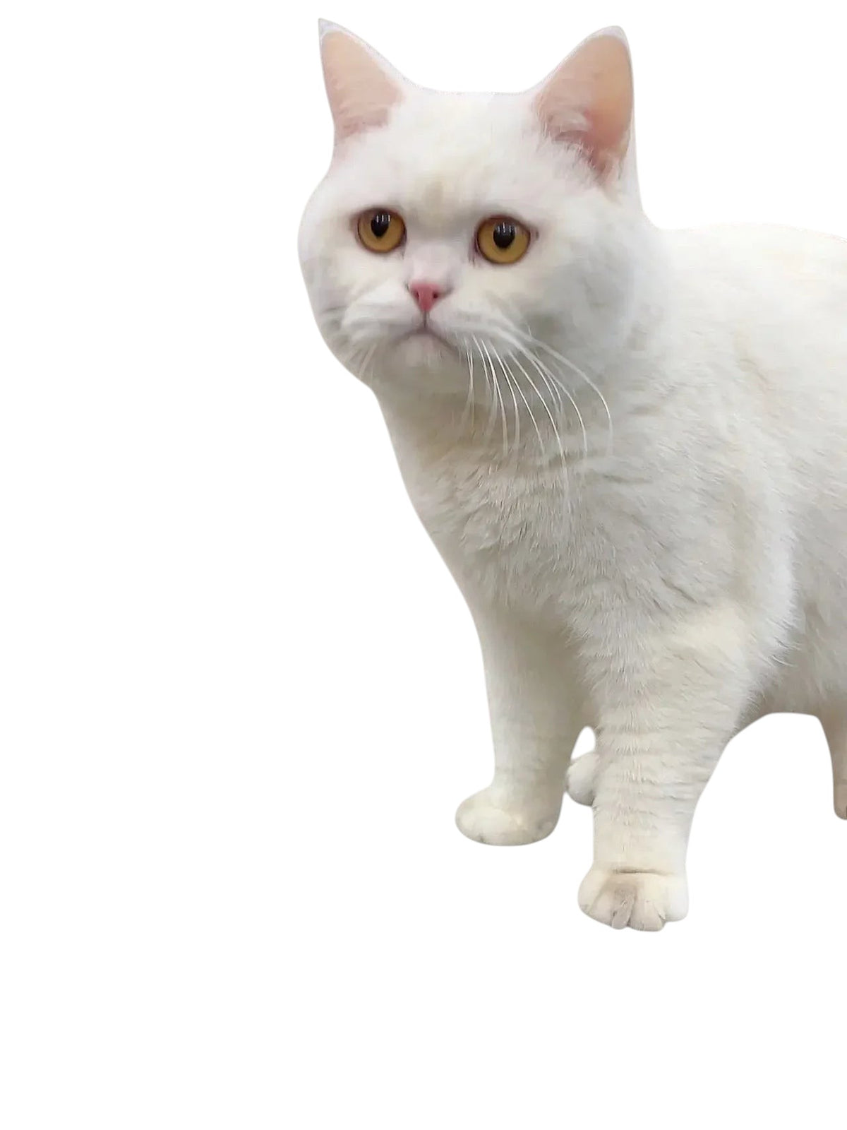 Chat blanc aux yeux ambrés regardant sur le côté, idéal pour tester le tapis à lécher Pelorie
