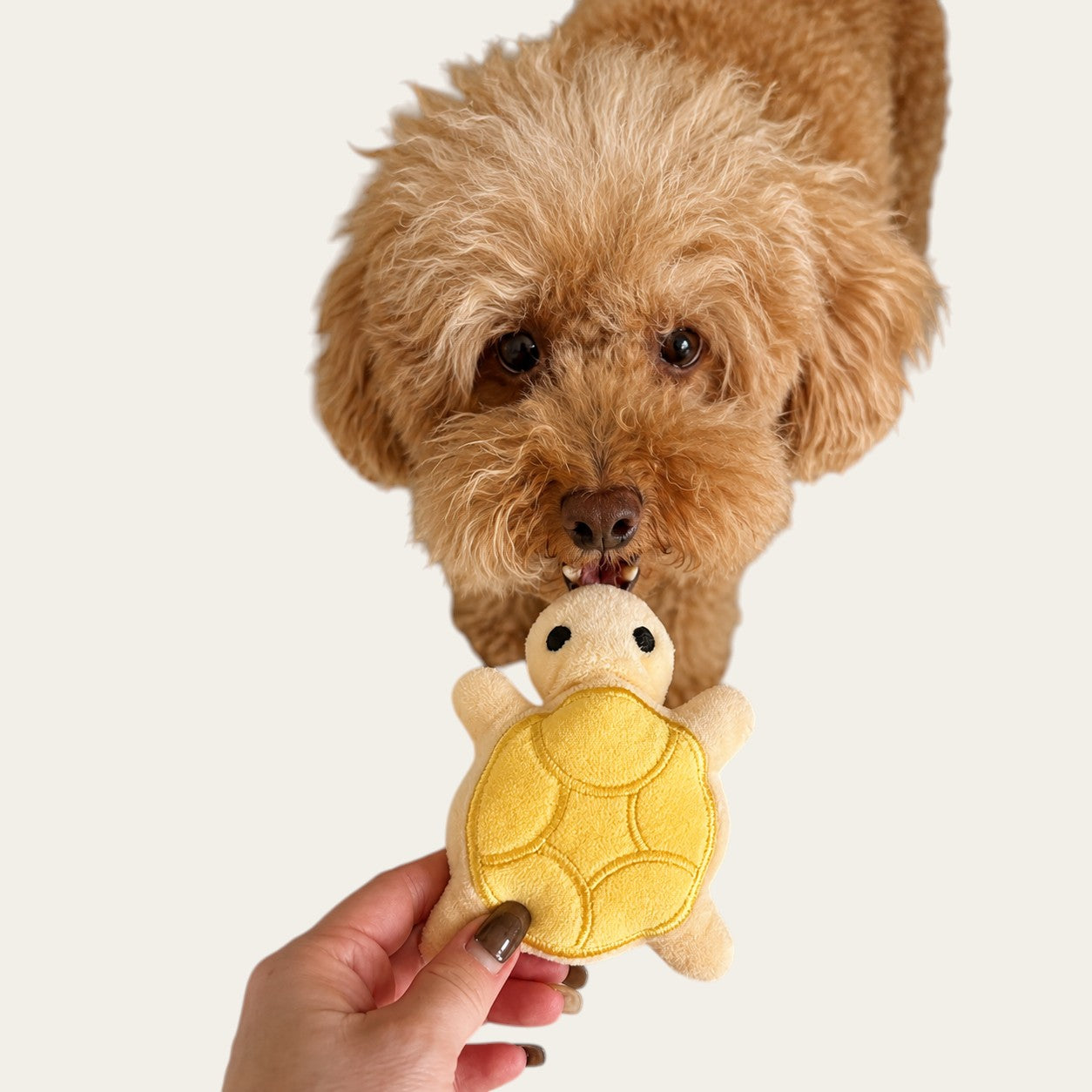 Pelorie mini tortue en peluche jaune pour chiot tenue par une main devant un caniche abricot